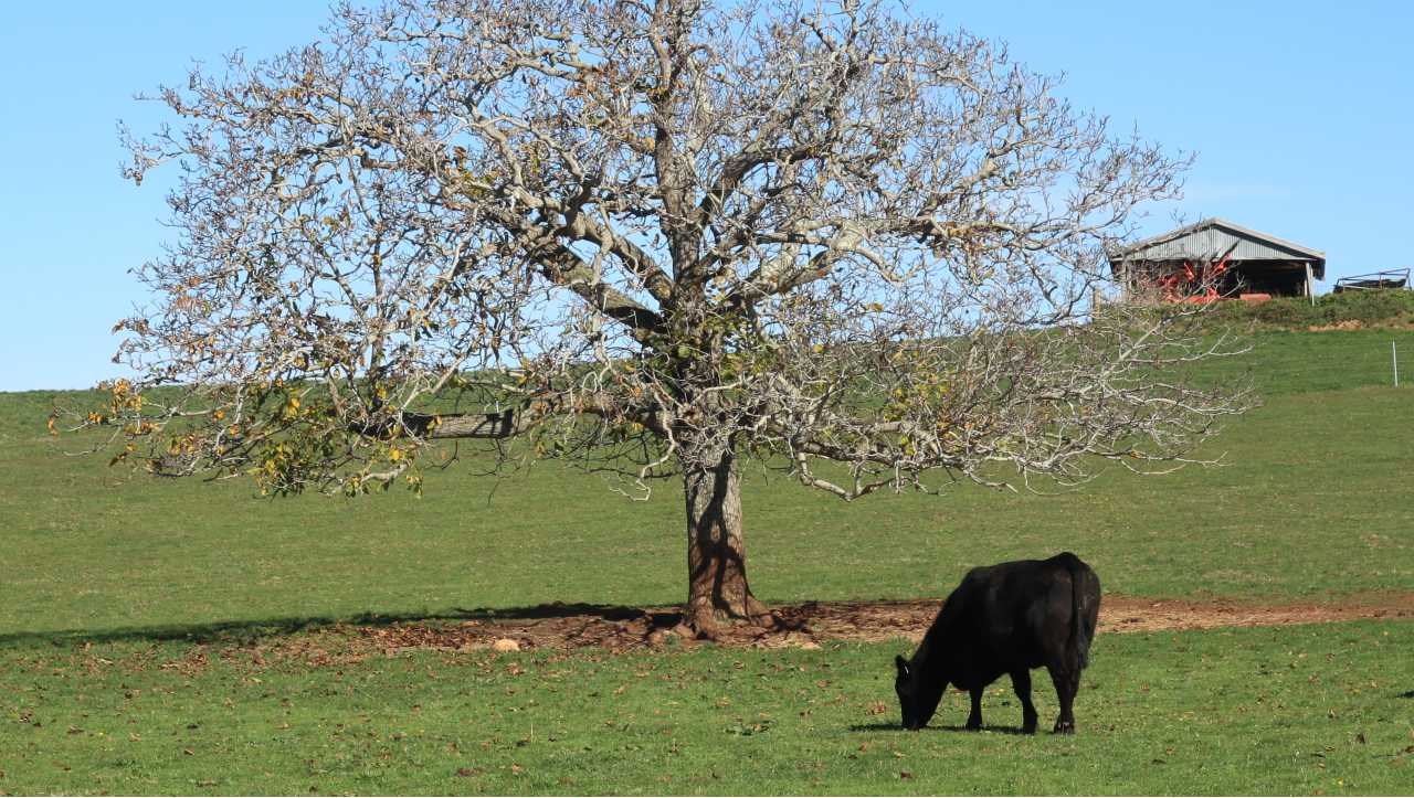 cow-and-tree-north-east-tasmania
