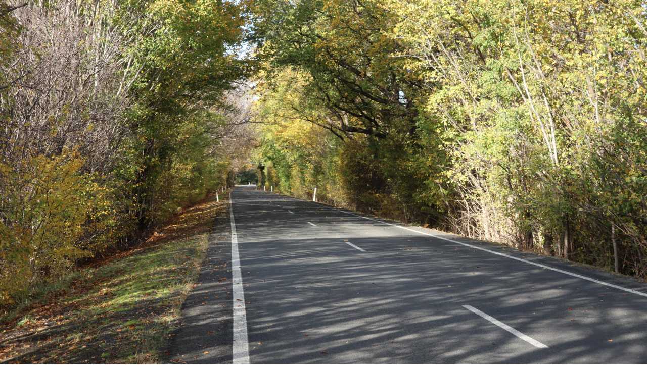 tree-canopy-over-road-east-coast-tasmania