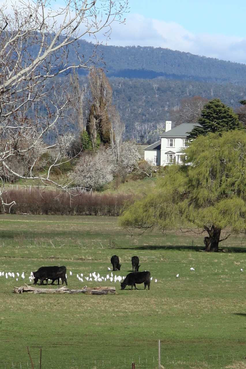 rural-view-near-deloraine