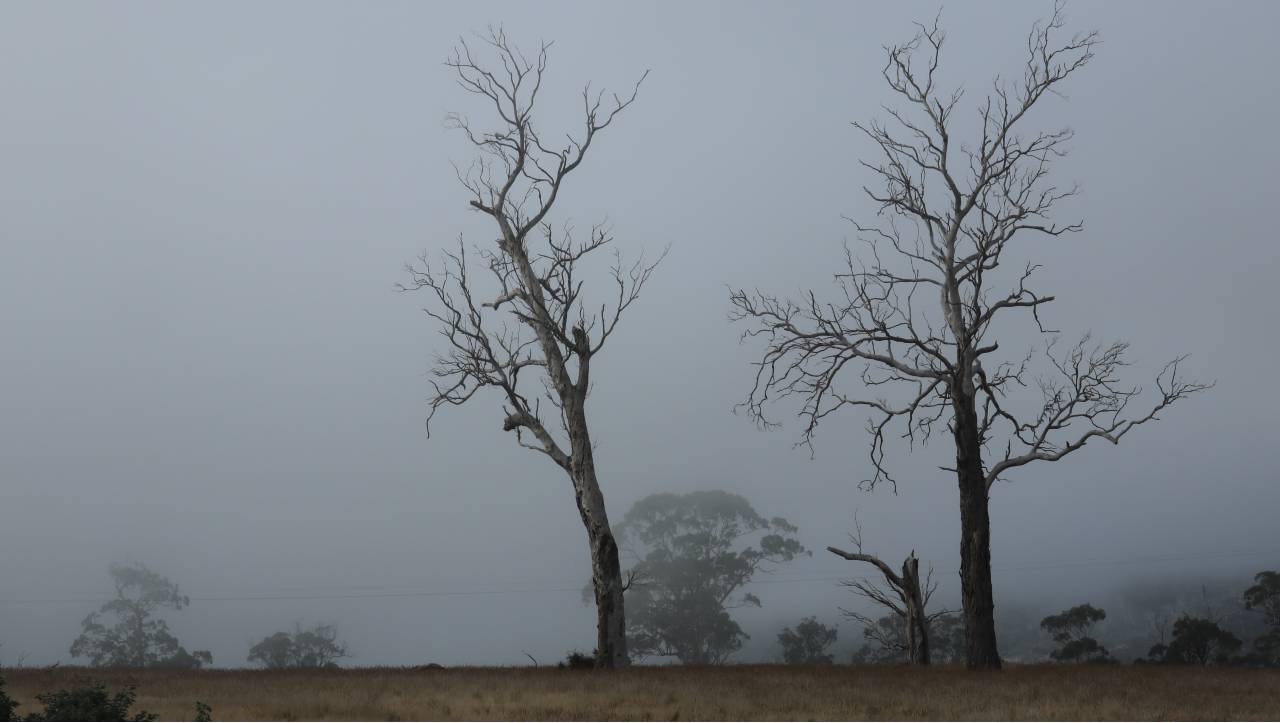 trees-in-the-fog
